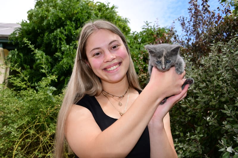 Hope for dumped kittens post image