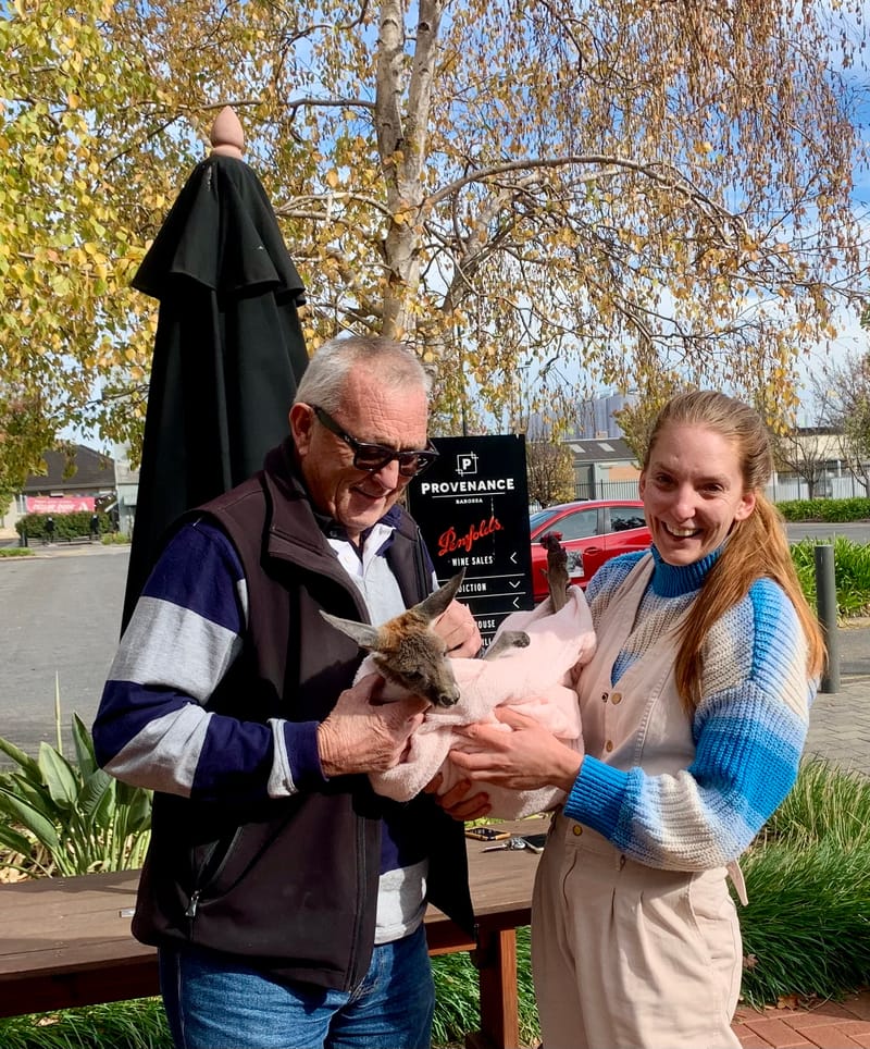 Grasses grown for local kangaroos post image