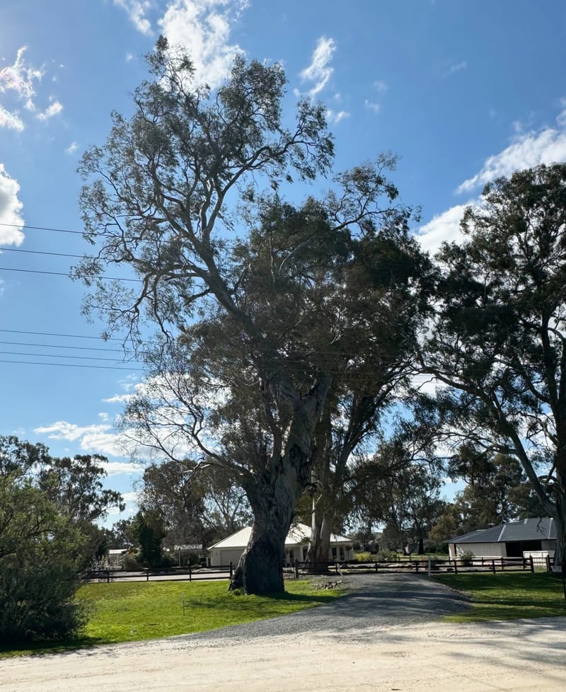 Trees may go on Old Mill Street post image