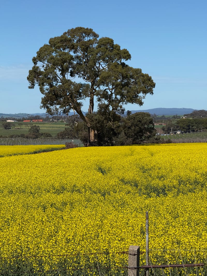 Best enjoyed from a distance post image