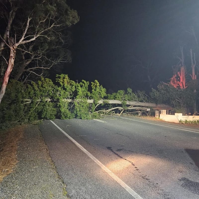 Fallen tree blocks road at Mount Pleasant post image