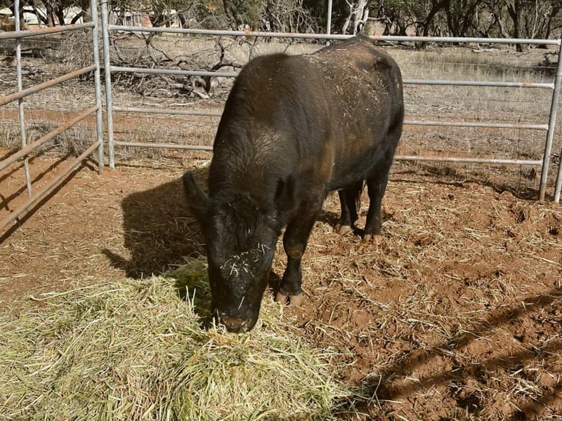 On the moo-ve in Light Regional Council, no bull post image