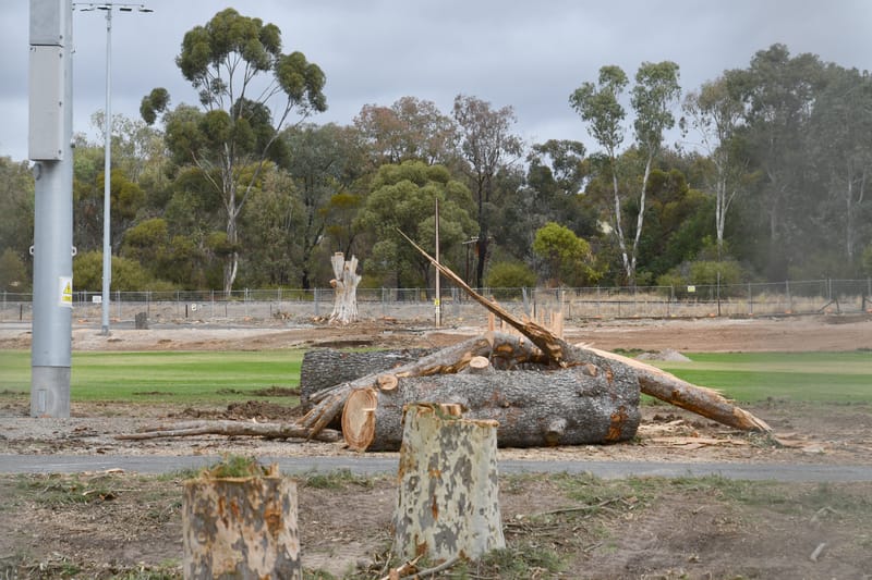 Trees make way for park progress post image