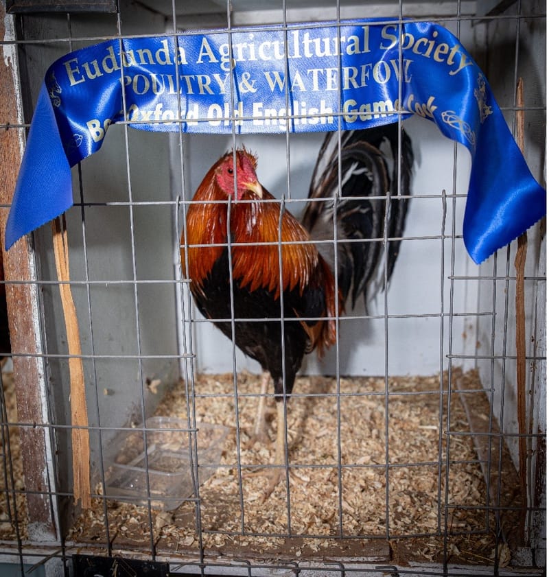Eudunda Show has something to crow about post image