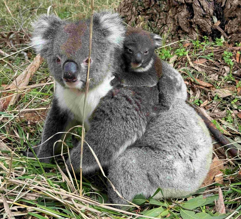 Community called on to help count koalas post image