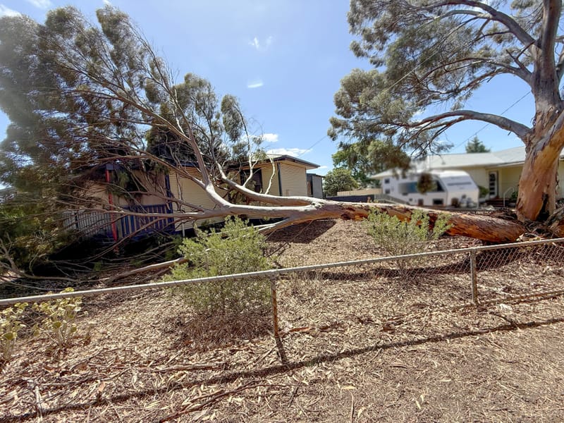 'Tree down at Freeling prompts SES warning post image