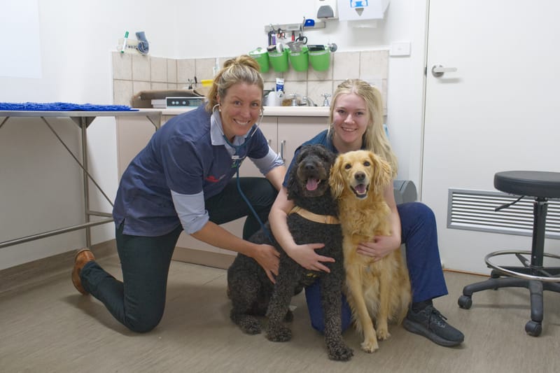 Healthy pets from nose to tail post image