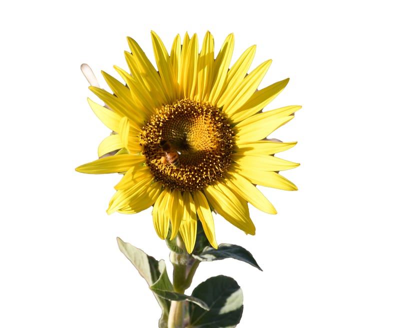 Small but still sunny - for an important cause post image